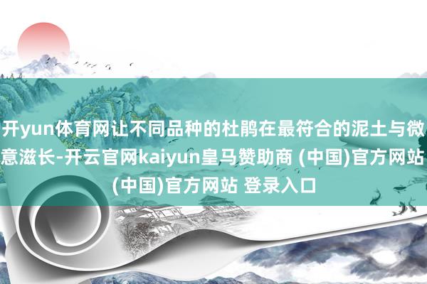 开yun体育网让不同品种的杜鹃在最符合的泥土与微情景里任意滋长-开云官网kaiyun皇马赞助商 (中国)官方网站 登录入口